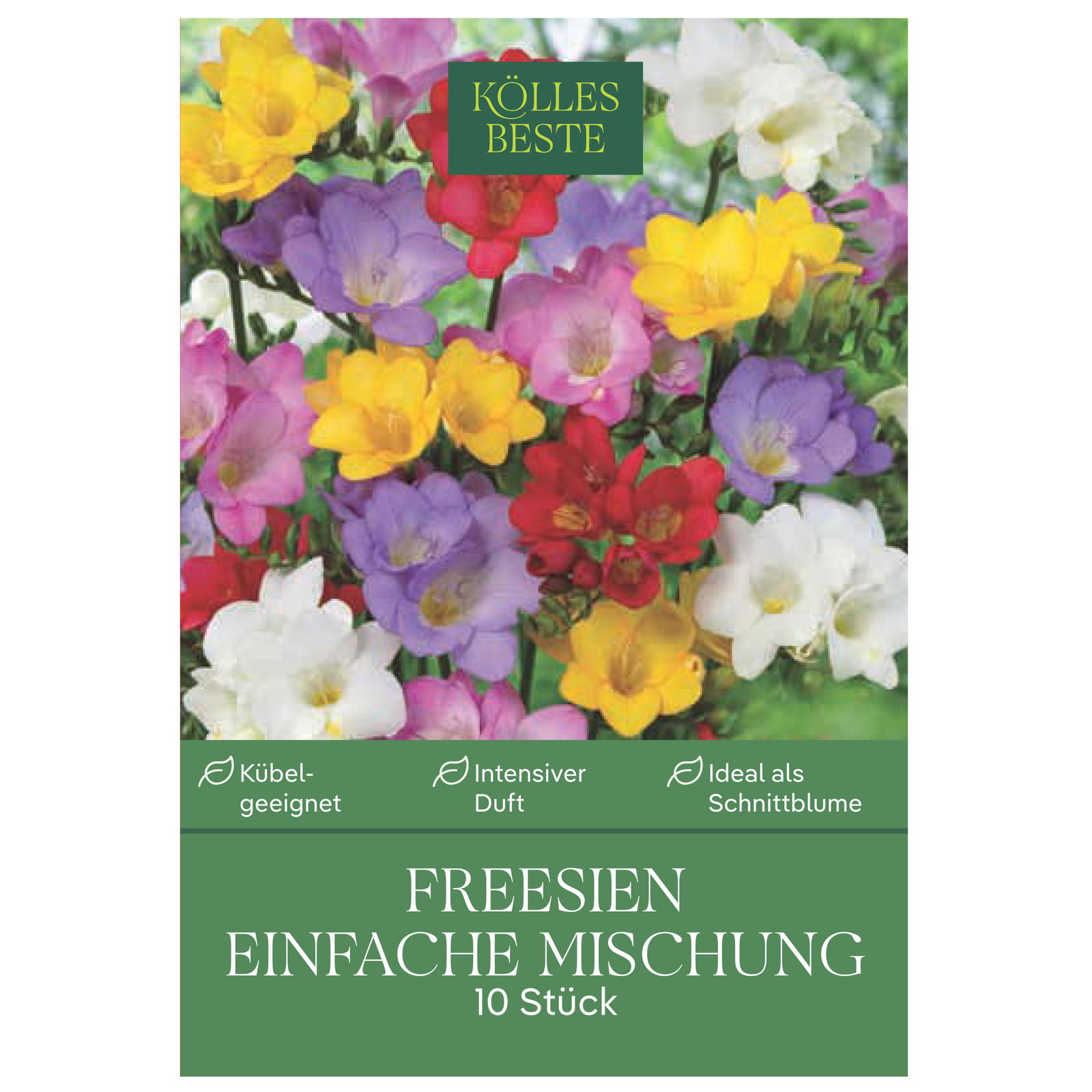 Kölles Beste Blumenzwiebeln, Freesien 'Einfache Mischung'