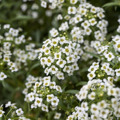 Lobularia, weiß, Topf-Ø 12 cm, 6 Pflanzen