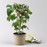 Cherrytomate 'Pick-&-Joy® Cherry Tomato Brown', Topf-Ø 14 cm, 2 Pflanzen