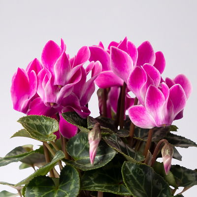 Alpenveilchen Mix, Farbe zufällig, Topf-Ø 10,5 cm, Höhe ca. 23 cm, 8 Pflanzen