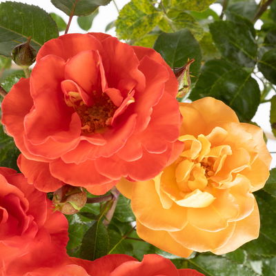 Stammrosen-Duo 'Westpoint'® + 'Westzeit'®, 60cm Stamm, 7,5 Liter Topf