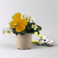 Frühlingmix, gelb, Topf-Ø 13 cm, 6 Pflanzen