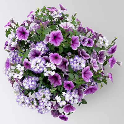 Eisenkraut/Petunien Duo, lila, Topf-Ø 14 cm, 4 Pflanzen