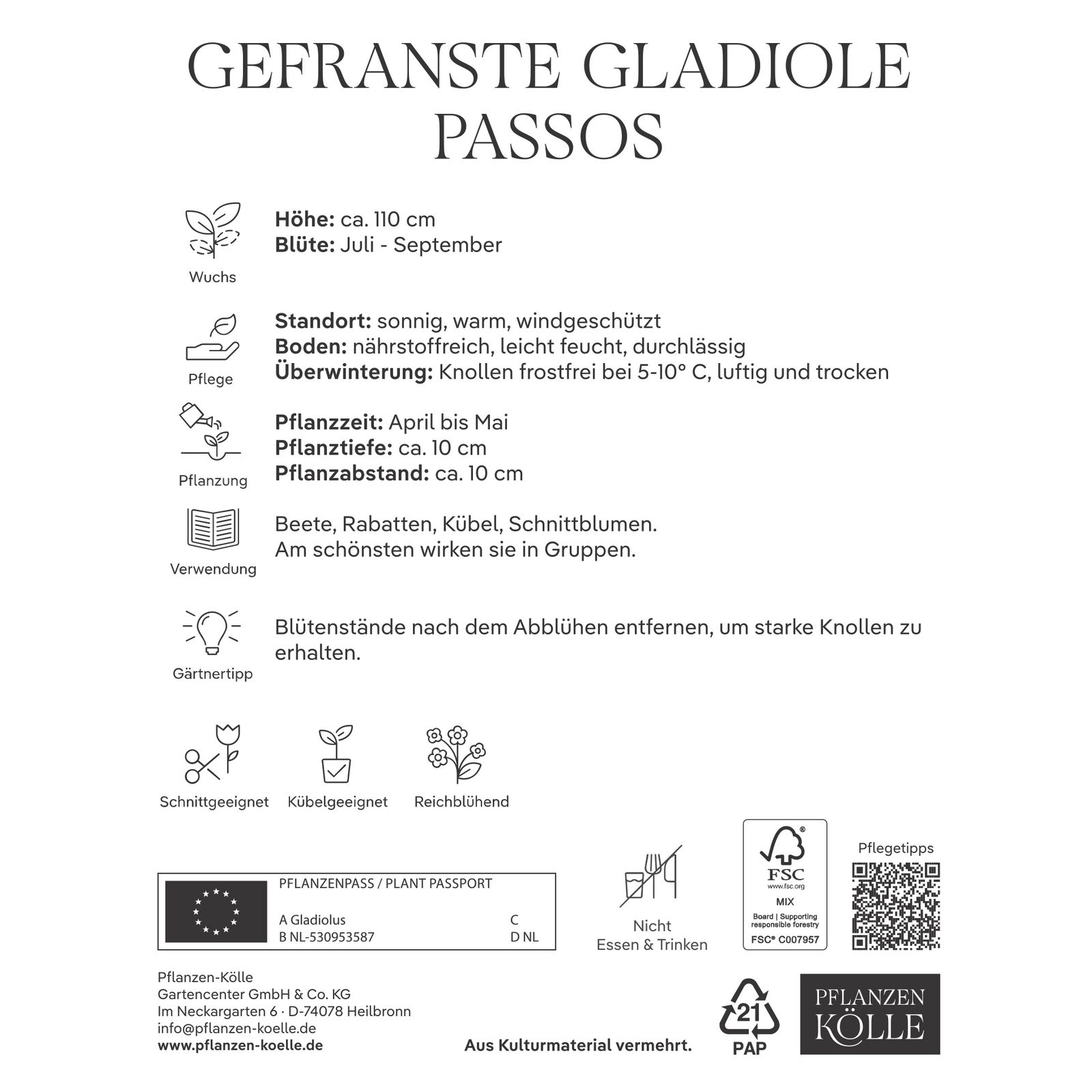 Kölles Beste Blumensamen, Gefranste Gladiole Passos