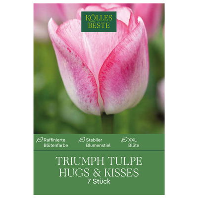 Triumph Tulpen 'Hugs & Kisses', weiß, rosa, Größe 11/12, 7 Blumenzwiebeln