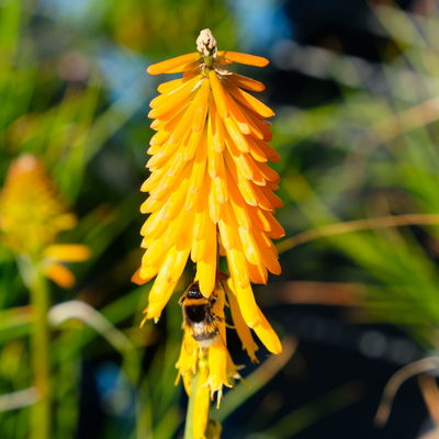 Fackellilie, Farbe zufällig, Topf-Ø ca. 19 cm