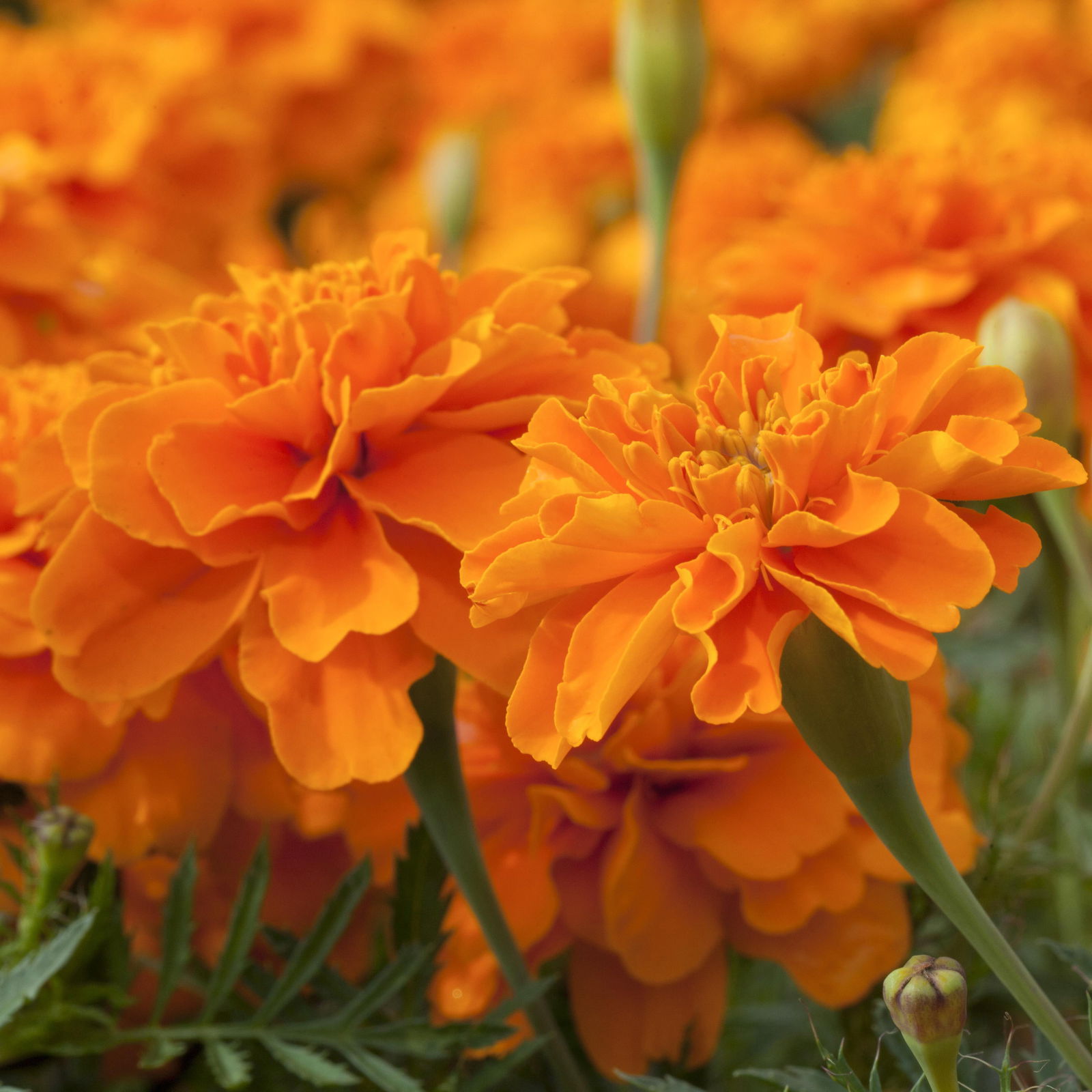 Tagetes, Farbe zufällig, Topf-Ø 12 cm, 6er-Set