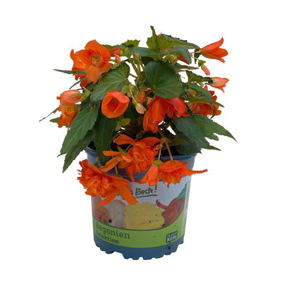Begonie 'BELLECONIA™', orange, Topf-Ø 13 cm, 6 Pflanzen