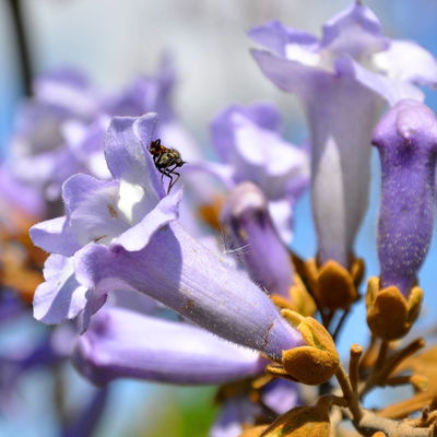 Blu Bio Blauglockenbaum 'NordMax21‘ ®