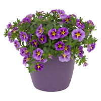 Zauberglöckchen, lila-gelb gesternt, Topf-Ø 13 cm, 6 Pflanzen