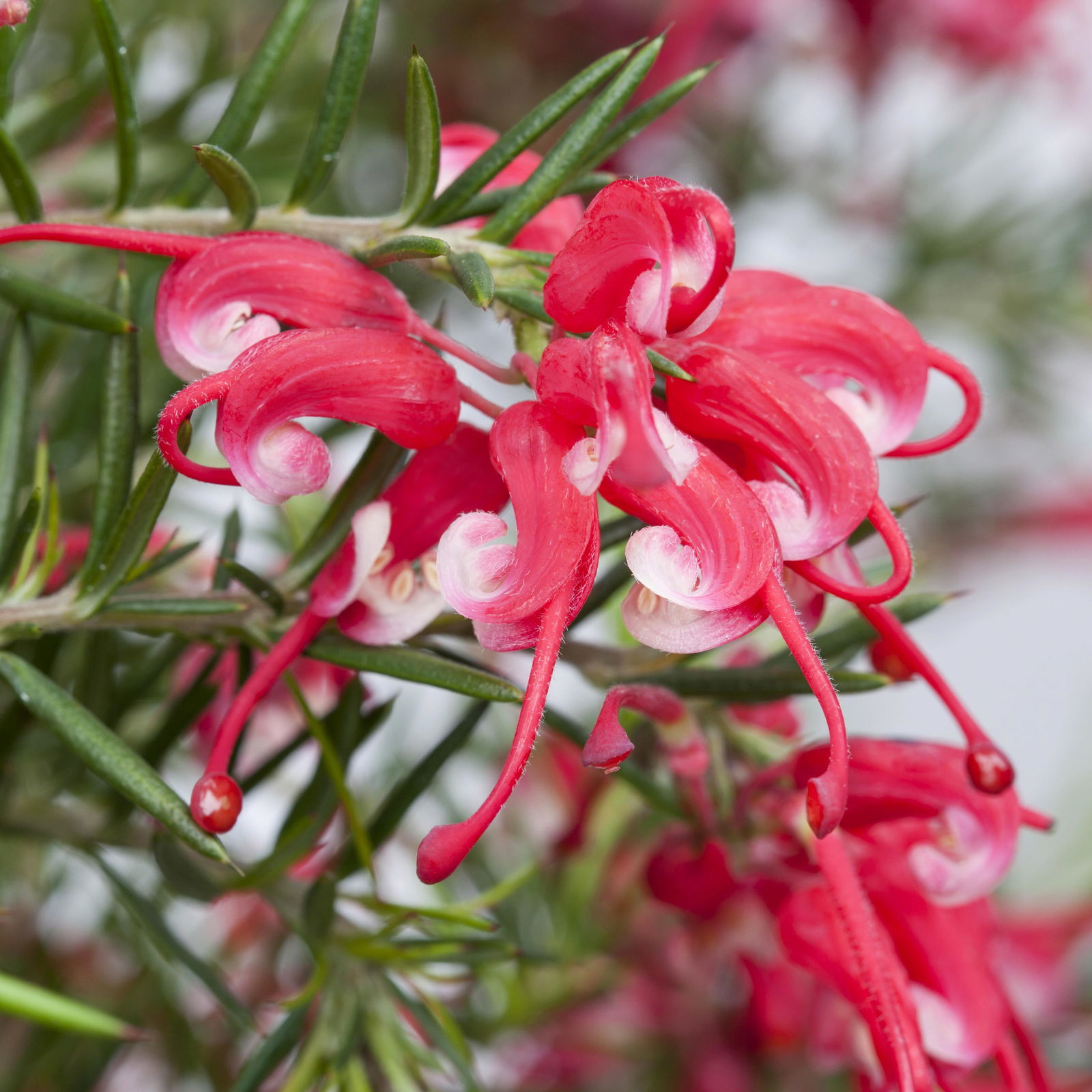 Grevillea gracilis, Farbe zufällig, Pyramide, Topf-Ø 22 cm, Höhe ca. 100cm