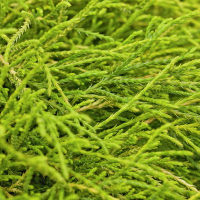 Gelbe Fadenzypresse 'Sungold', 10er-Set, Höhe 15-20 cm, Topf 2 Liter