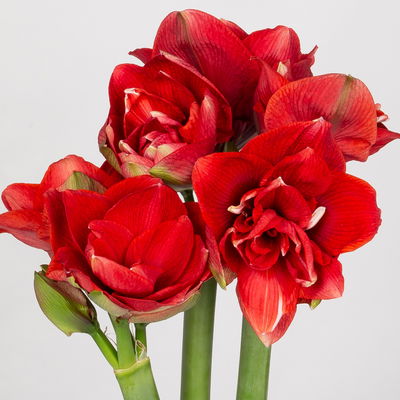 3 rot gefüllte Amaryllis 'Red Nymph'