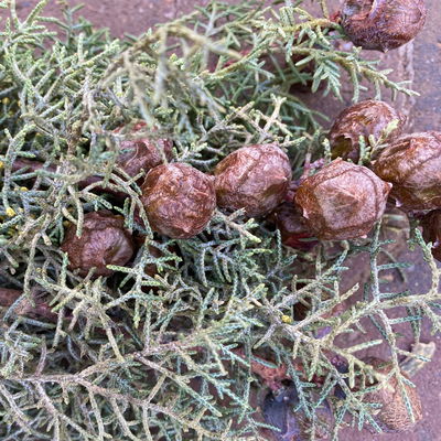 Zypressenzweige mit Zapfen im Handbund, blau, ca. 50 cm lang, 3 Bund Zypressenzweige mit Zapfen im Handbund, blau, ca. 50 cm lang, 3 Bund