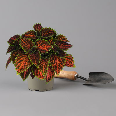 Buntnessel 'Magnificent Mile' rot-braun-grün, Topf -Ø 12 cm, 6er-Set