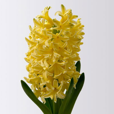 Hyazinthe gelb, vorgetrieben, Topf-Ø 9 cm, 9 Pflanzen