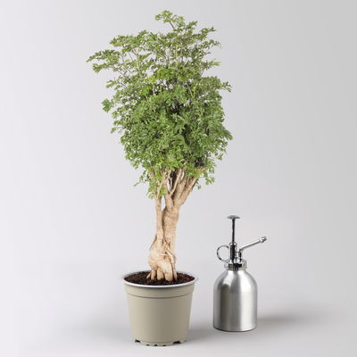 Polyscias fruticosa 'Hawaiian Ming', Topf-Ø 12 cm, Höhe ca. 60 cm, 2 Pflanzen