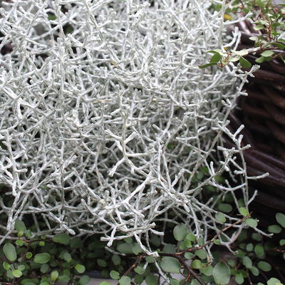 Calocephalus & Mühlenbeckie-Duo, Topf-Ø 12 cm, 6 Pflanzen Calocephalus & Mühlenbeckie-Duo, Topf-Ø 12 cm, 6 Pflanzen