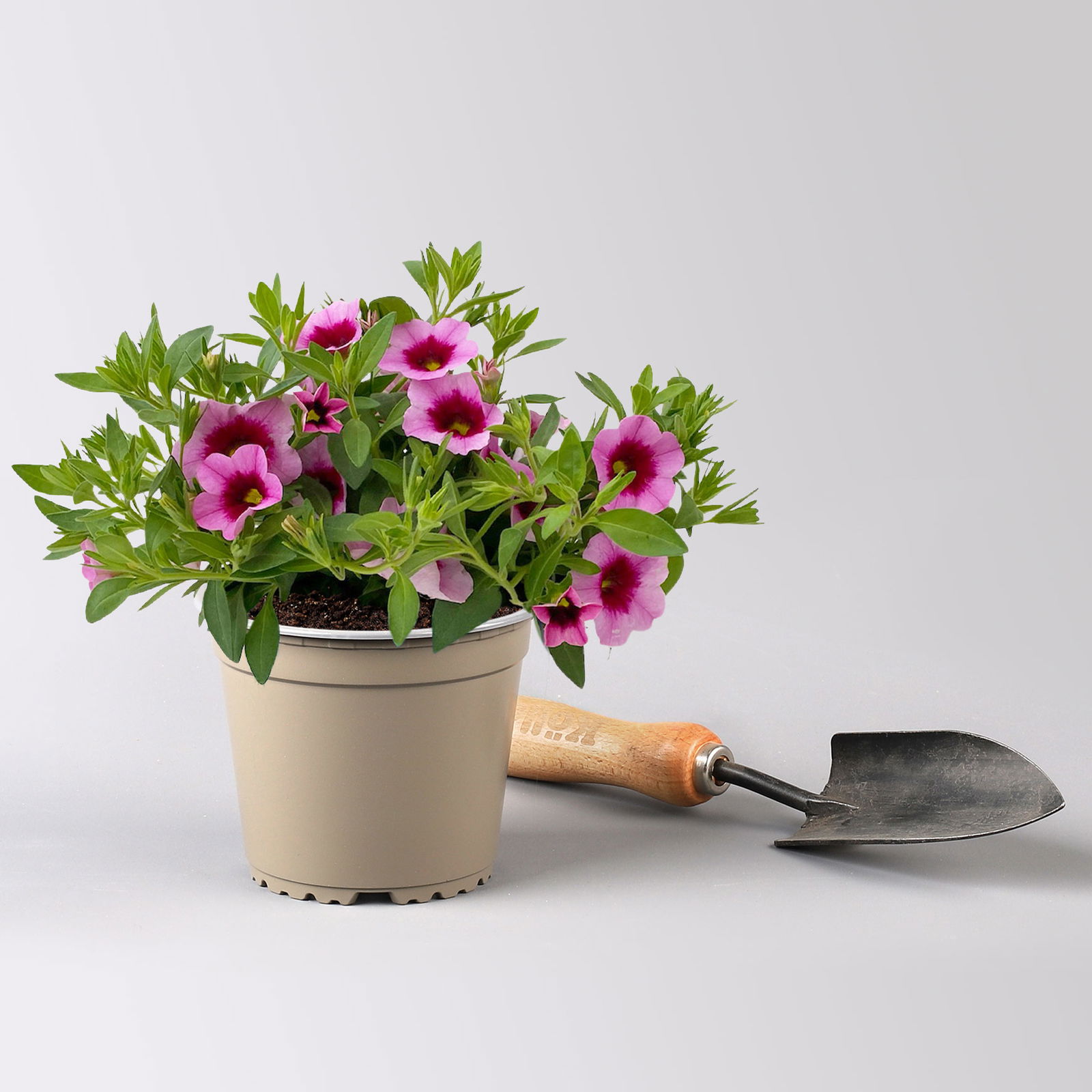 Zauberglöckchen 'Aloha Kona Tiki Pink' rosa-pink, Topf-Ø 13 cm, 6 Pflanzen Zauberglöckchen 'Aloha Kona Tiki Pink' rosa-pink, Topf-Ø 13 cm, 6 Pflanzen