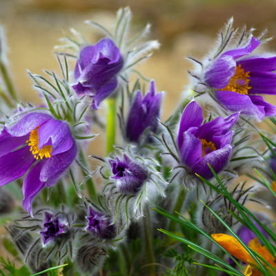 Küchenschelle, Farben zufällig, Topf-Ø 13 cm, 6 Pflanzen Küchenschelle, Farben zufällig, Topf-Ø 13 cm, 6 Pflanzen