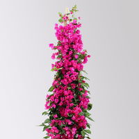 Bougainvillea, Pyramide, Topf-Ø 29 cm, Höhe ca. 140-150 cm