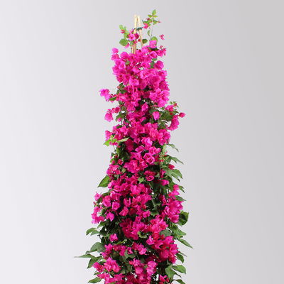 Bougainvillea, Pyramide, Topf-Ø 29 cm, Höhe ca. 140-150 cm