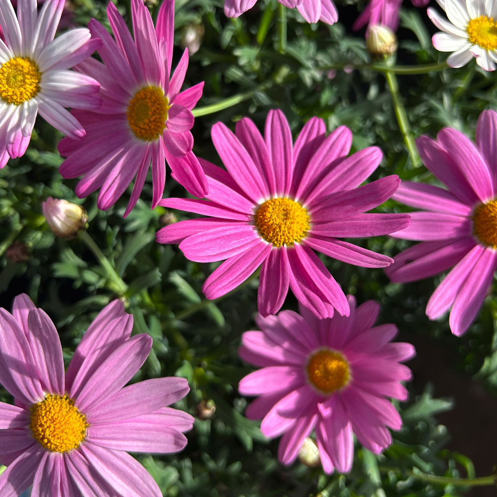 Margerite, Farben zufällig, Topf-Ø 11 cm, 8 Pflanzen