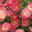 Kalifornischer Mohn (Eschscholzia californica) „Rose Chiffon“, Blütenblätter in Rosa, kleinbleibend