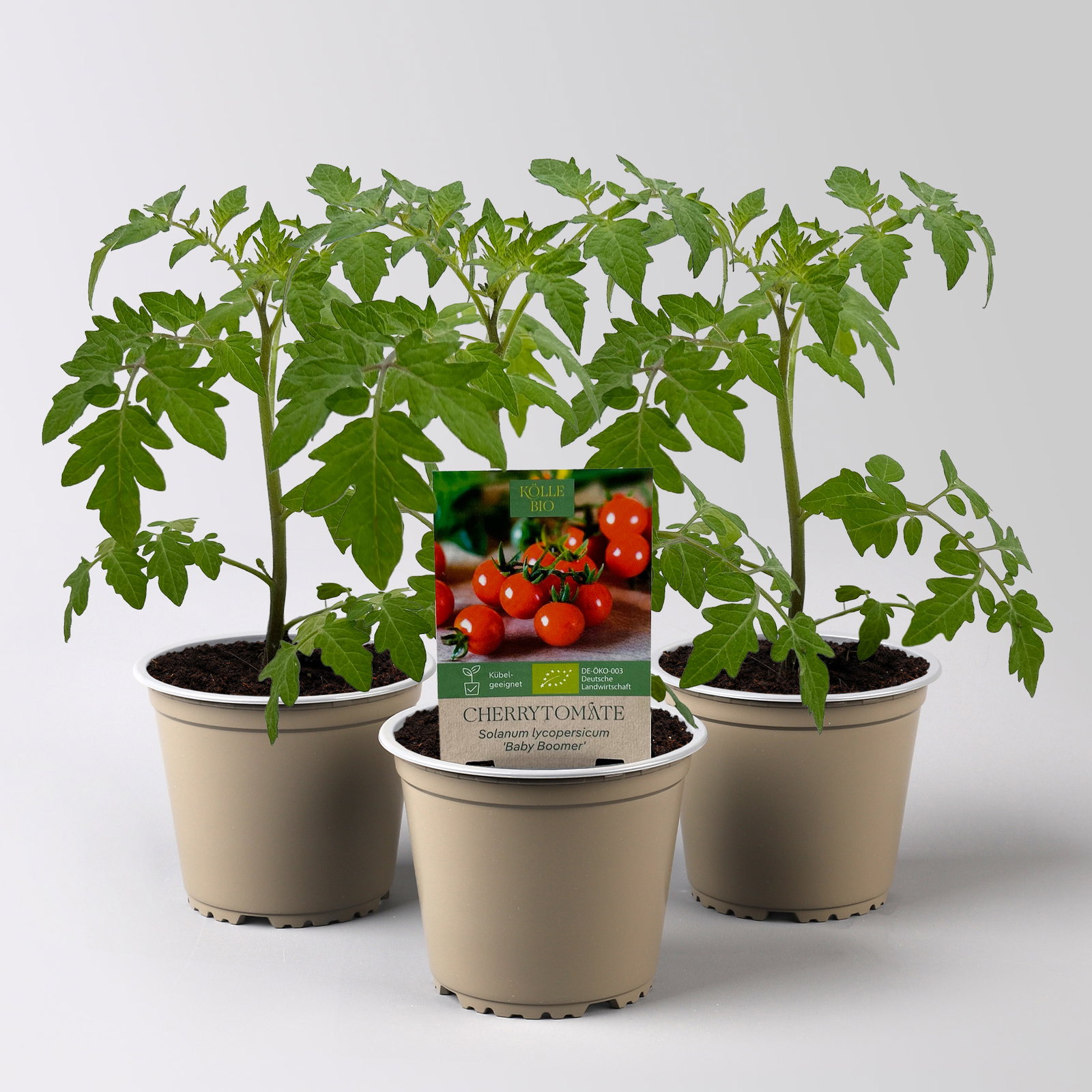Bio Cherrytomate 'Baby Boomer', Topf-Ø 12 cm, 3 Pflanzen Bio Cherrytomate 'Baby Boomer', Topf-Ø 12 cm, 3 Pflanzen