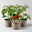 Bio Cherrytomate 'Baby Boomer', Topf-Ø 12 cm, 3 Pflanzen
