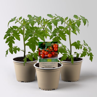Bio Cherrytomate 'Baby Boomer', Topf-Ø 12 cm, 3 Pflanzen Bio Cherrytomate 'Baby Boomer', Topf-Ø 12 cm, 3 Pflanzen