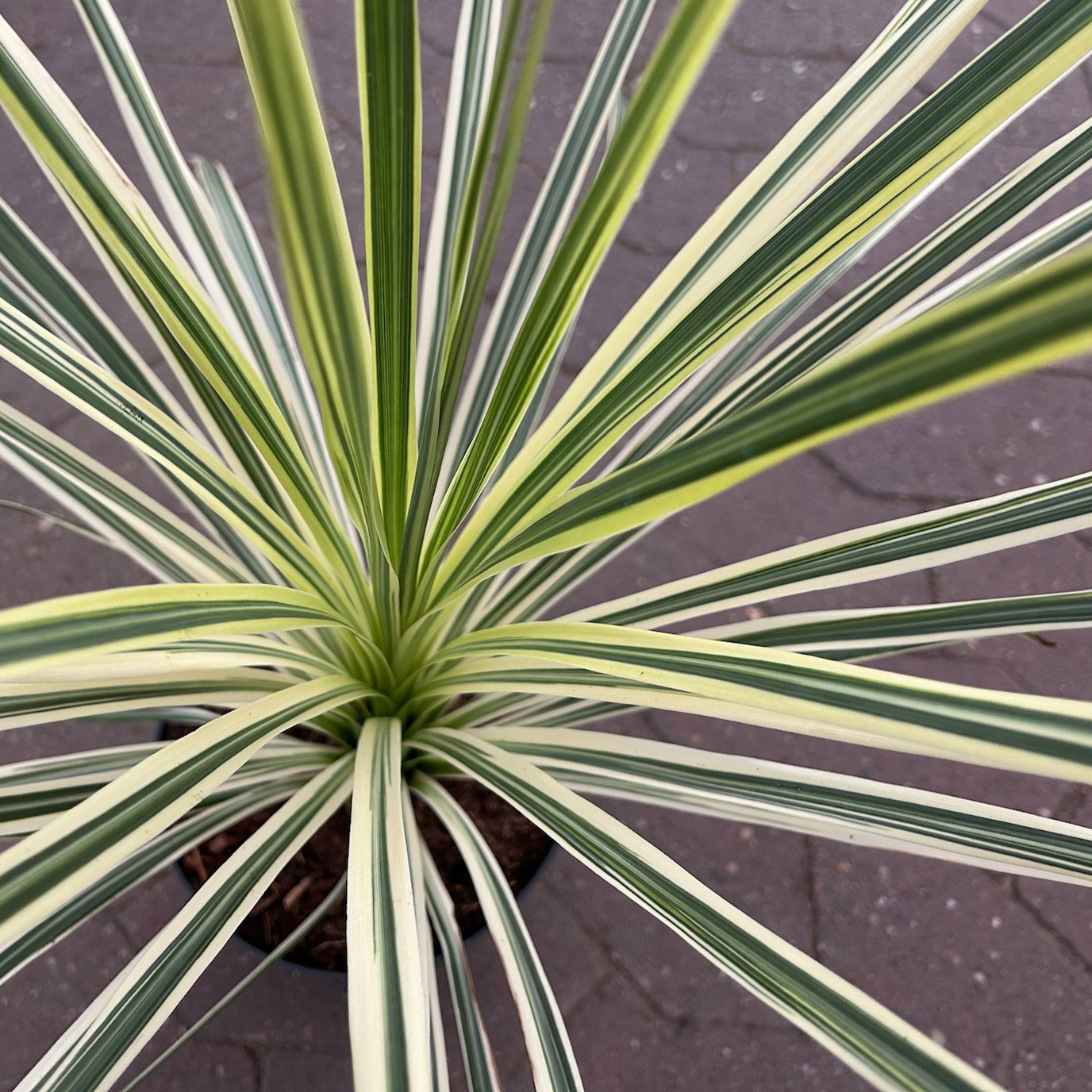 Keulenlilie 'Lime Passion®', gelb-grün, Topf-Ø 17 cm
