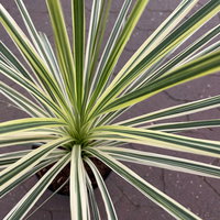 Keulenlilie 'Lime Passion®', gelb-grün, Topf-Ø 17 cm