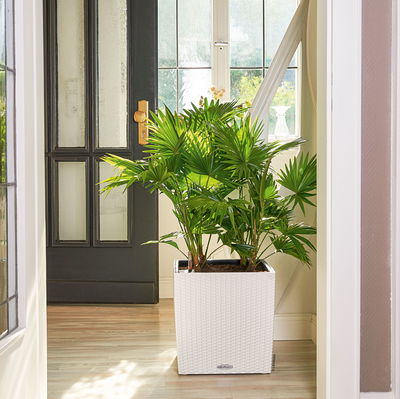 Lechuza 'Cube Cottage 50', weiß, ca. 49 x 49 x H 49,5 cm