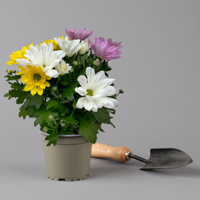 Chrysantheme 'Trio', weiß-gelb-rosa, Topf-Ø 12 cm, 6 Pflanzen Chrysantheme 'Trio', weiß-gelb-rosa, Topf-Ø 12 cm, 6 Pflanzen