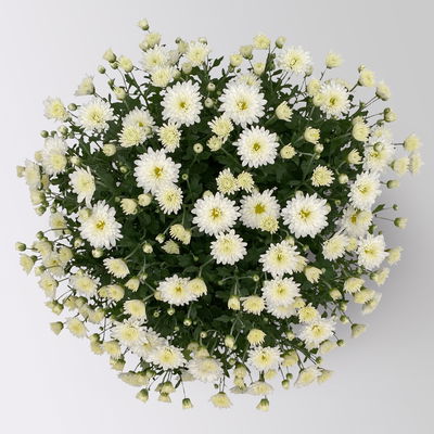 Chrysanthemen, weiß, Topf-Ø 19 cm, 3 Pflanzen Chrysanthemen, weiß, Topf-Ø 19 cm, 3 Pflanzen