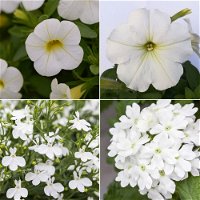gemischte Sommerblumen-Ampel, weiß, Ampeltopf-Ø 25/27 cm