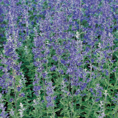 Katzenminze 'Walkers Low', blau, Topf 11x11 cm, 3 Pflanzen Katzenminze 'Walkers Low', blau, Topf 11x11 cm, 3 Pflanzen