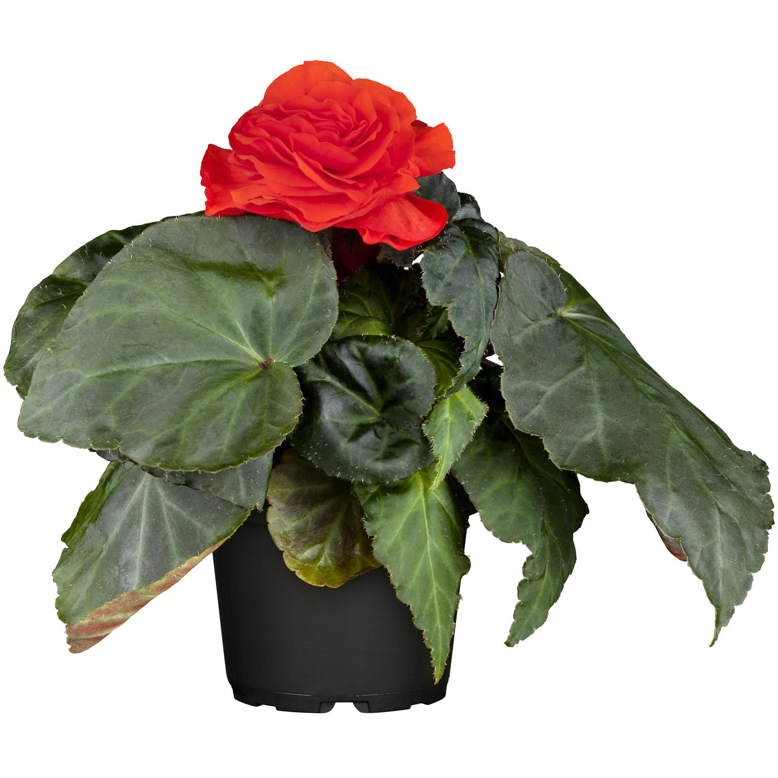 Knollenbegonie 'Nonstop® Flame' orange-gelb, Topf 11/12 cm Ø, 6 Pflanzen