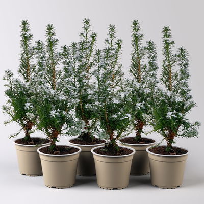 Kegelzypresse 'Top Point', Mini, weiß beschneit, Topf-Ø 6 cm, 6 Pflanzen