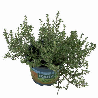 Bio Orangenthymian, Topf-Ø 12cm Bio Orangenthymian, Topf-Ø 12cm