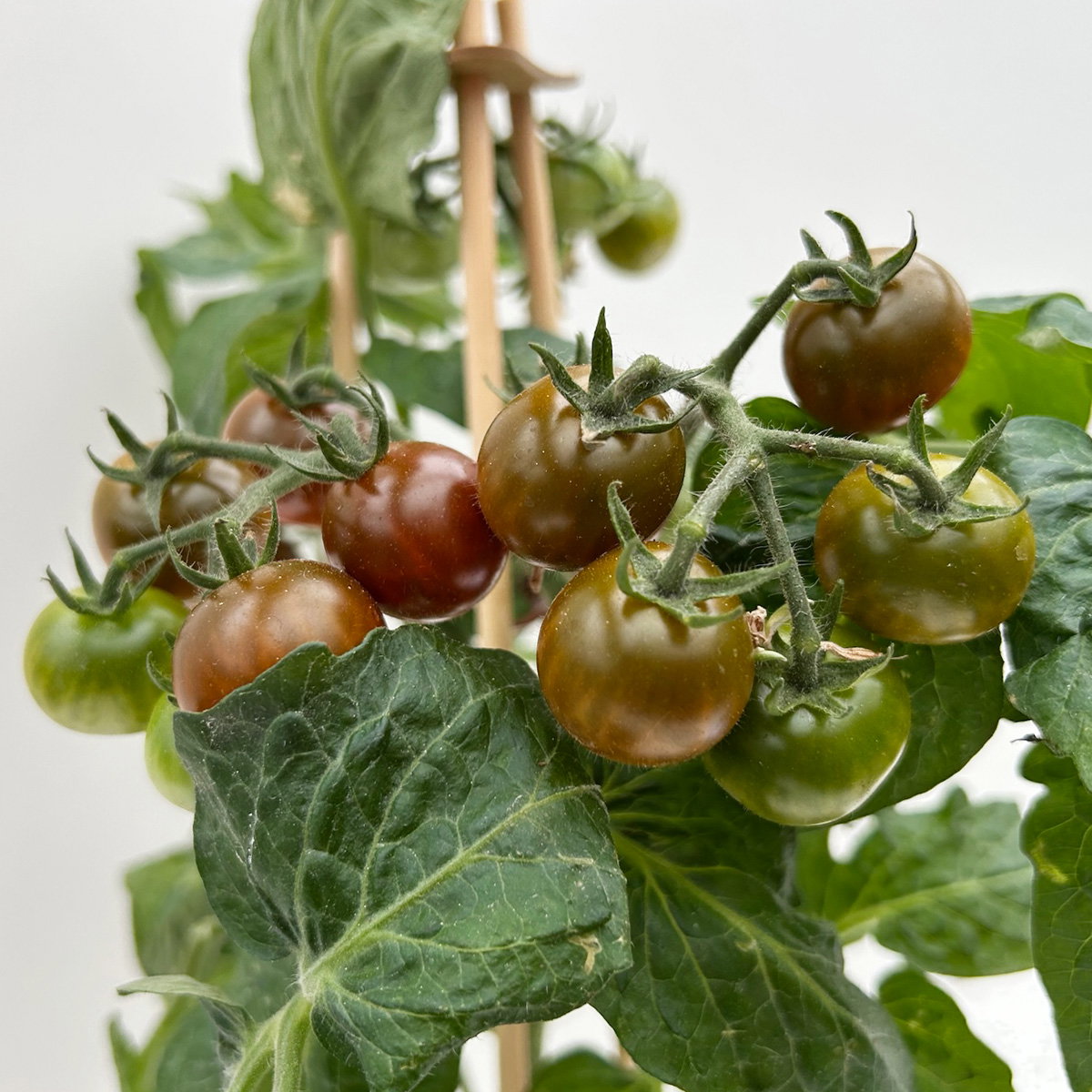 Cherrytomate 'Pick-&-Joy® Cherry Tomato Brown', Topf-Ø 14 cm, 2 Pflanzen