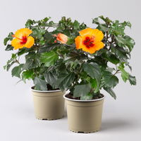 Hibiskus, HibisQs Graff® 'Petit Orange', Topf-Ø 13 cm, Höhe ca. 35 cm, 2er-Set