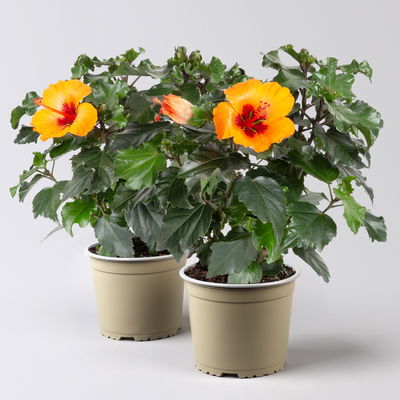 Hibiskus 'Petit Orange®', Topf-Ø 13 cm, Höhe ca. 35 cm, 2 Pflanzen