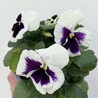 Stiefmütterchen, weiß, Sorte zufällig, Topf-Ø 13 cm, 6 Pflanzen