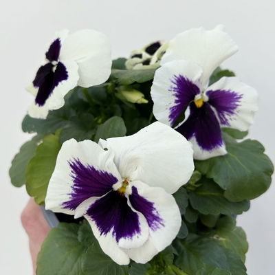 Stiefmütterchen, weiß, Sorte zufällig, Topf-Ø 13 cm, 6 Pflanzen Stiefmütterchen, weiß, Sorte zufällig, Topf-Ø 13 cm, 6 Pflanzen