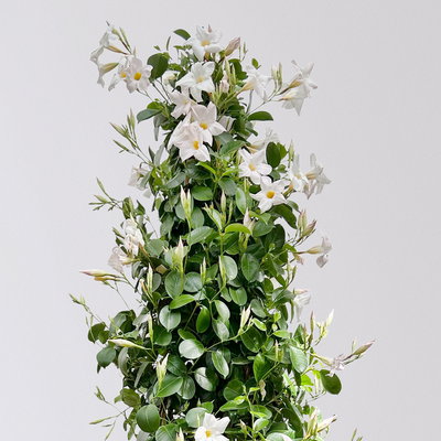 Dipladenie weiß, XL-Pyramide, Topf-Ø 40 cm, Höhe ca. 180 cm