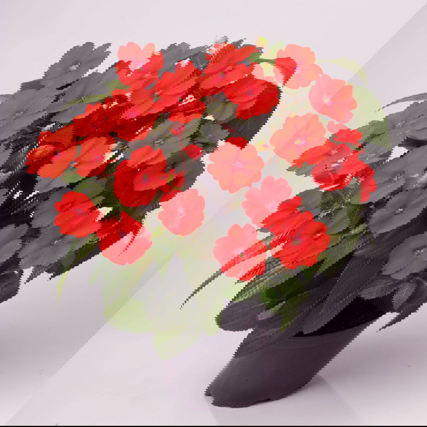 Pflanzenkreation Schatten-Leuchten, groß, 12 Pflanzen inkl. Erde und Dünger