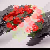 Pflanzenkreation Schatten-Leuchten, groß, 12 Pflanzen inkl. Erde und Dünger