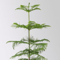 Zimmertanne, Topf-Ø 21 cm, Höhe ca. 90 cm